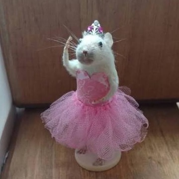 Princess mouse