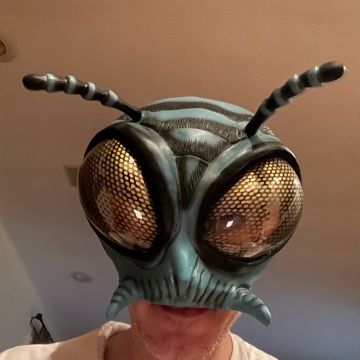 Jedbeetle