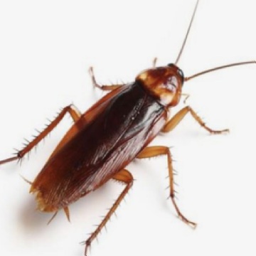 Roach That Lives In Your Bed