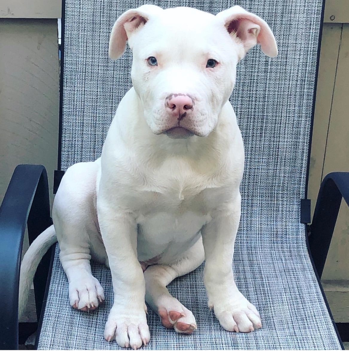 Fashion american bully albino