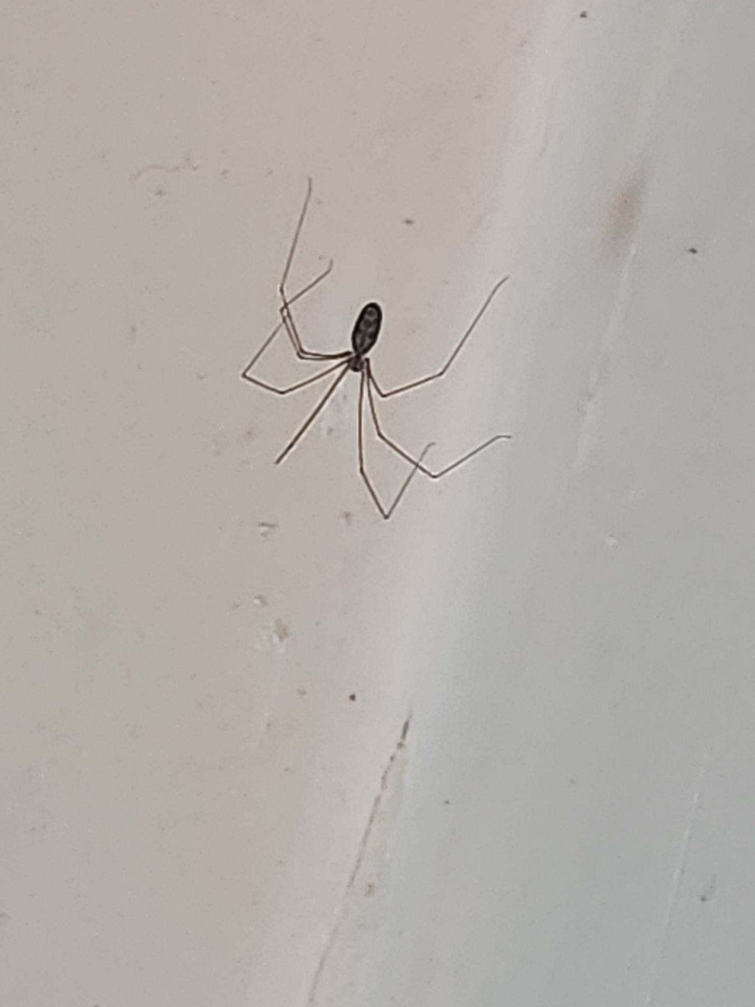 Daddy long legs just had a ton of babies in my bathroom and I can't bring  myself to remove them. Go forth and multiple little buddies. : r/spiders